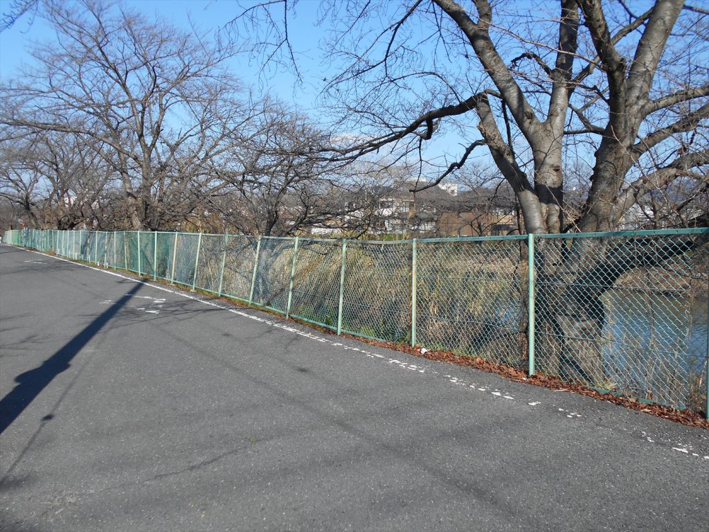 川沿いほぼ桜。もしたまたま来たのがオンシーズンだったらきっと泣く。また来よう。